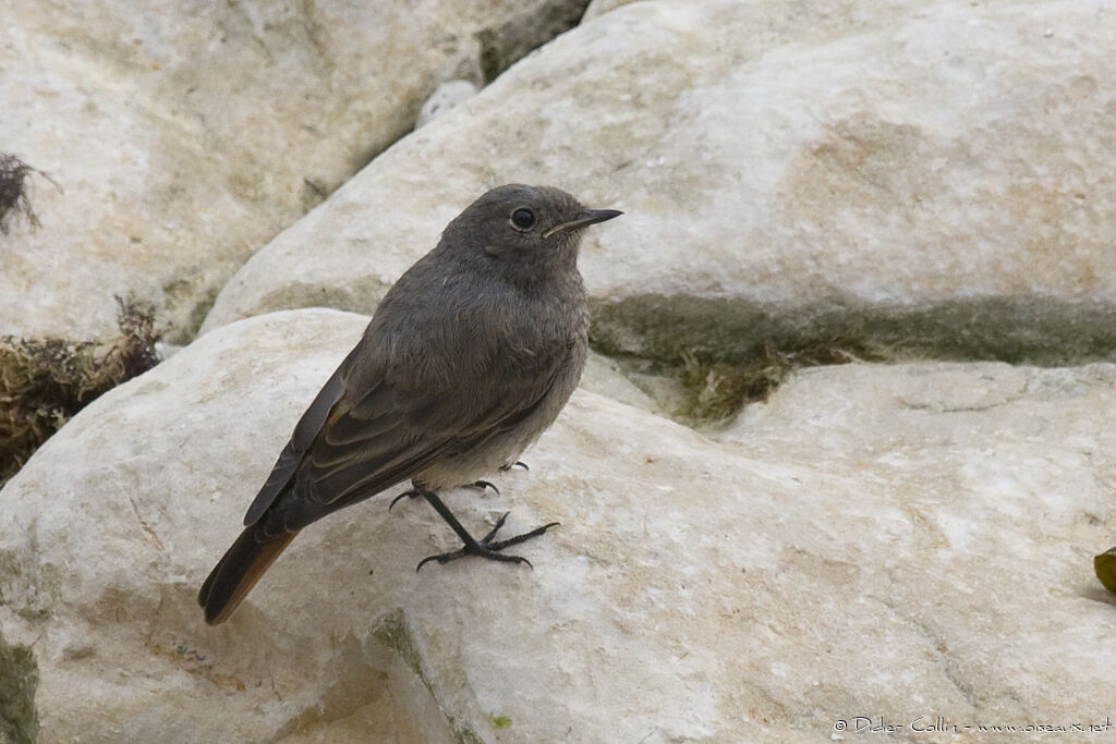 Black Redstartjuvenile