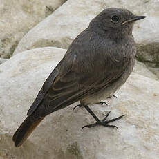 Black Redstart