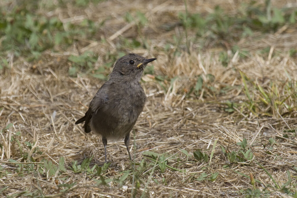 Black Redstartjuvenile