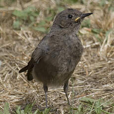 Black Redstart