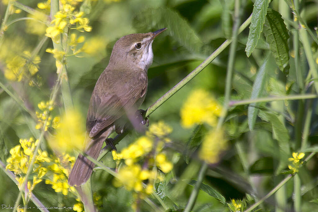 Blyth's Reed Warbler male adult breeding, pigmentation