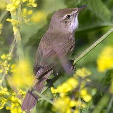 Blyth's Reed Warbler