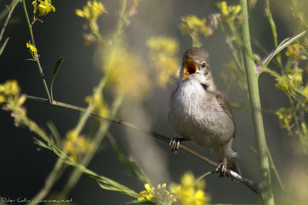 Blyth's Reed Warbler male adult, song