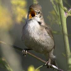 Blyth's Reed Warbler