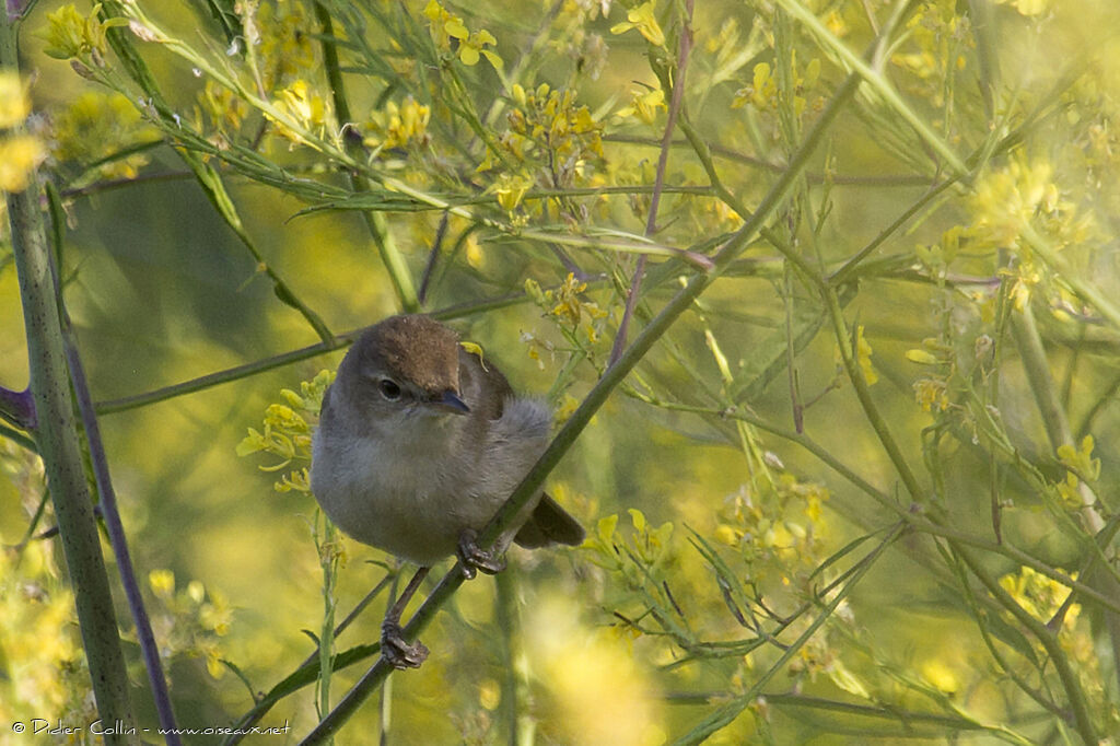 Blyth's Reed Warbleradult, identification