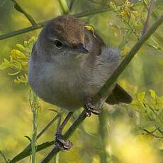 Blyth's Reed Warbler