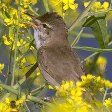 Blyth's Reed Warbler