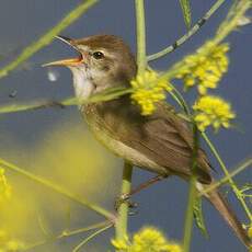 Blyth's Reed Warbler