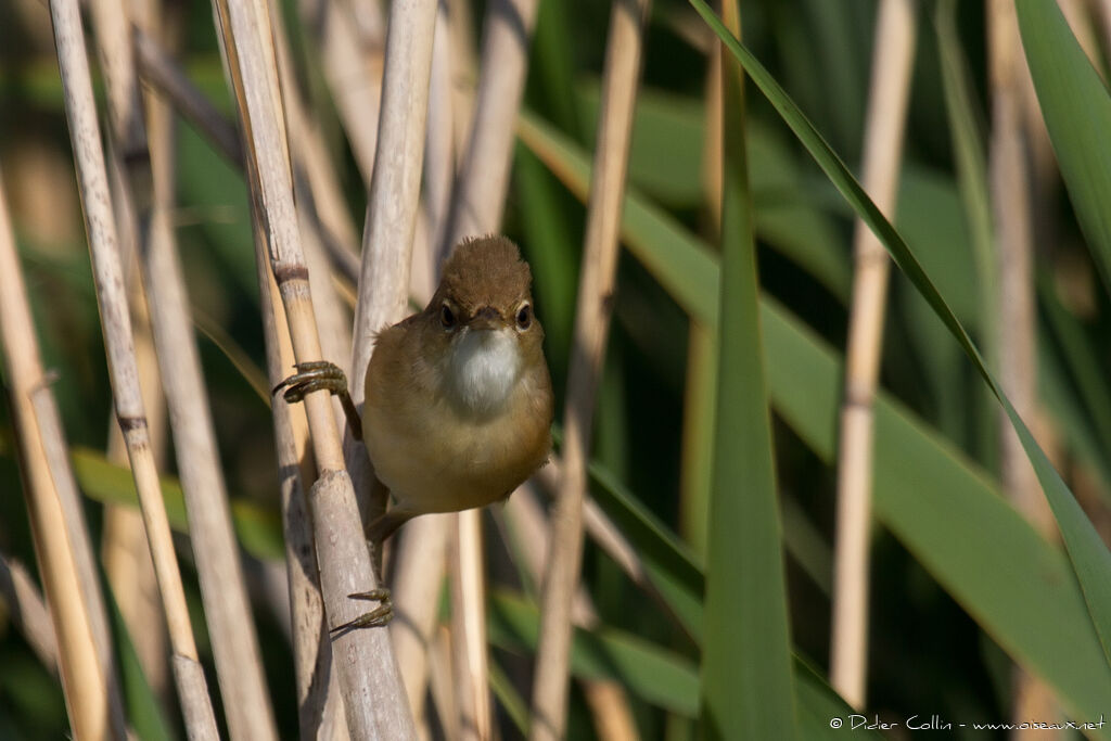 Eurasian Reed Warbleradult