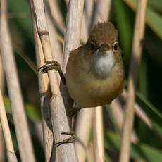 Common Reed Warbler