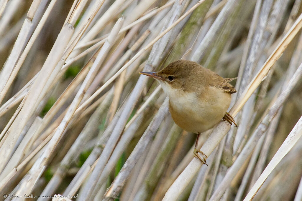 Common Reed Warbleradult