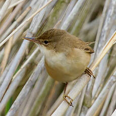 Eurasian Reed Warbler