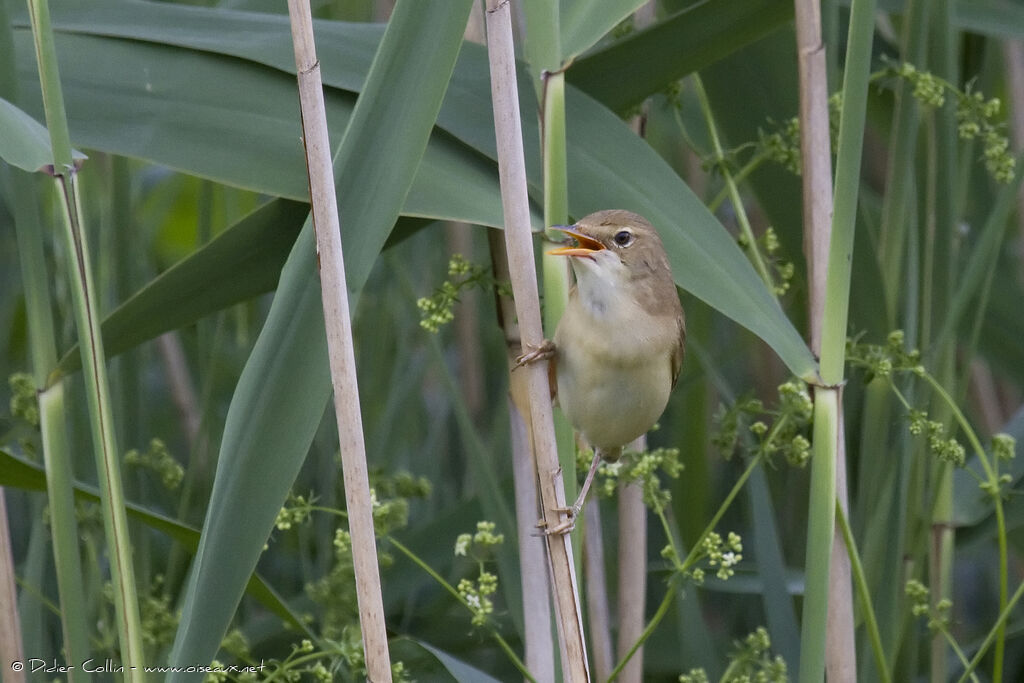 Common Reed Warbleradult, identification