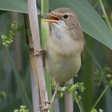 Eurasian Reed Warbler