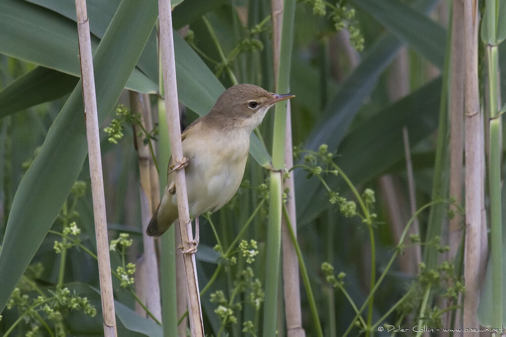 Common Reed Warbleradult