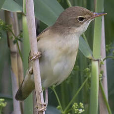 Common Reed Warbler