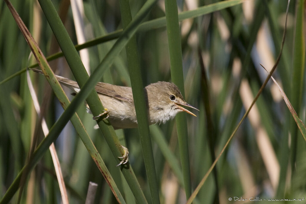 Eurasian Reed Warbler