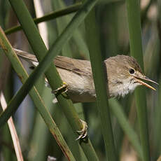 Eurasian Reed Warbler