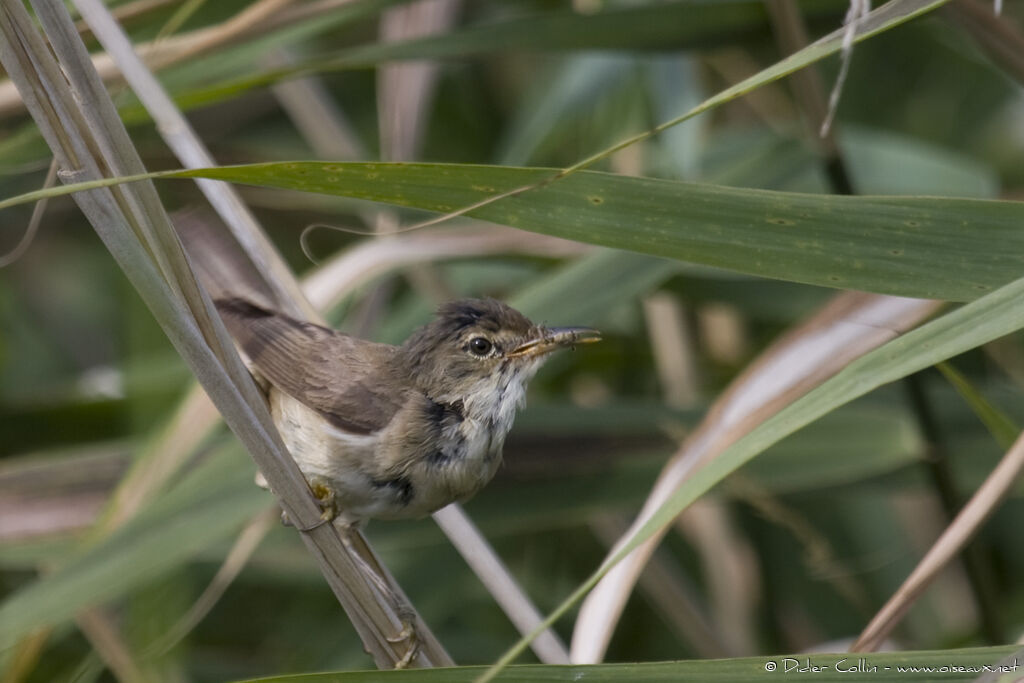 Common Reed Warbler