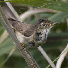 Common Reed Warbler