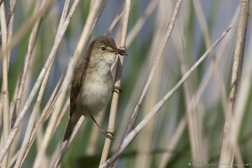 Common Reed Warbleradult, feeding habits, Reproduction-nesting