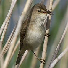 Common Reed Warbler