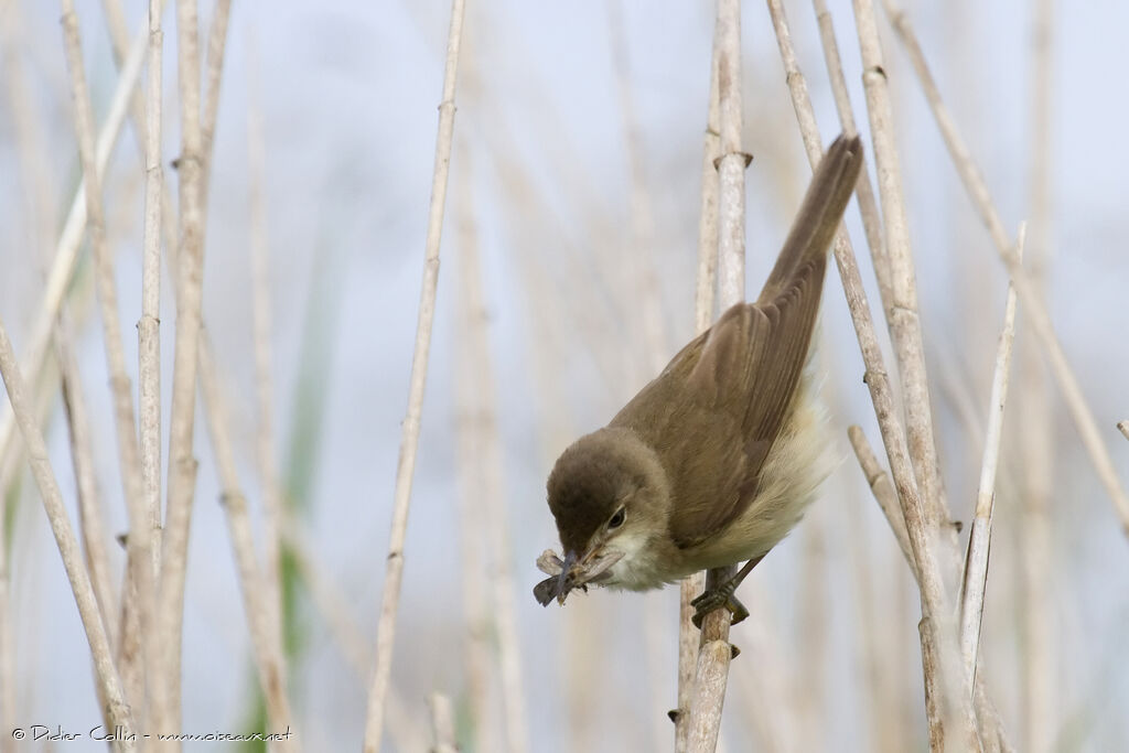 Common Reed Warbleradult, feeding habits, Reproduction-nesting