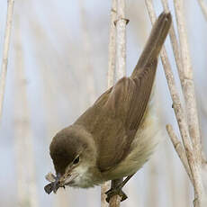 Common Reed Warbler