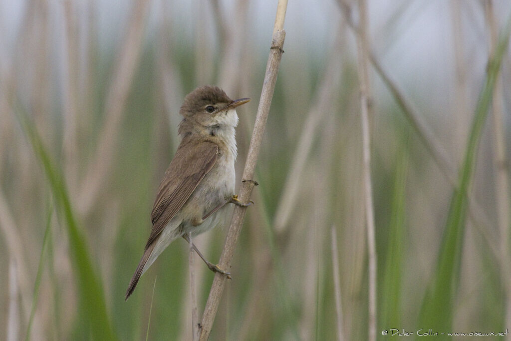 Rousserolle effarvatteadulte, identification