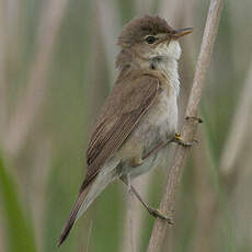 Common Reed Warbler