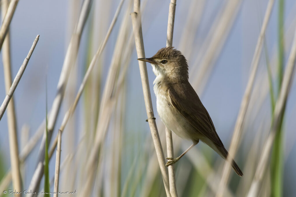 Common Reed Warbleradult, identification