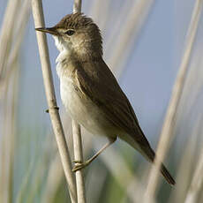 Eurasian Reed Warbler