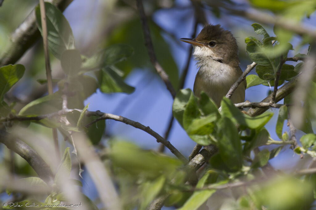 Common Reed Warbleradult