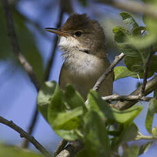 Eurasian Reed Warbler