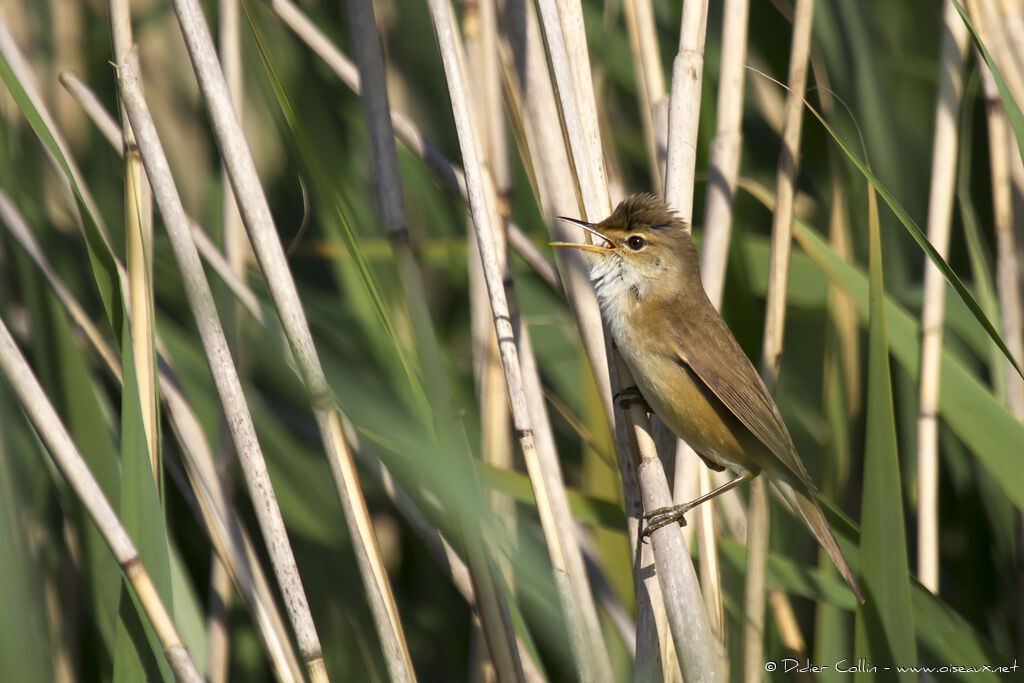 Common Reed Warbler male adult breeding, identification