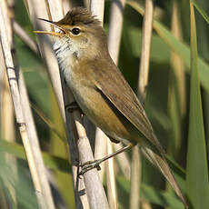 Common Reed Warbler