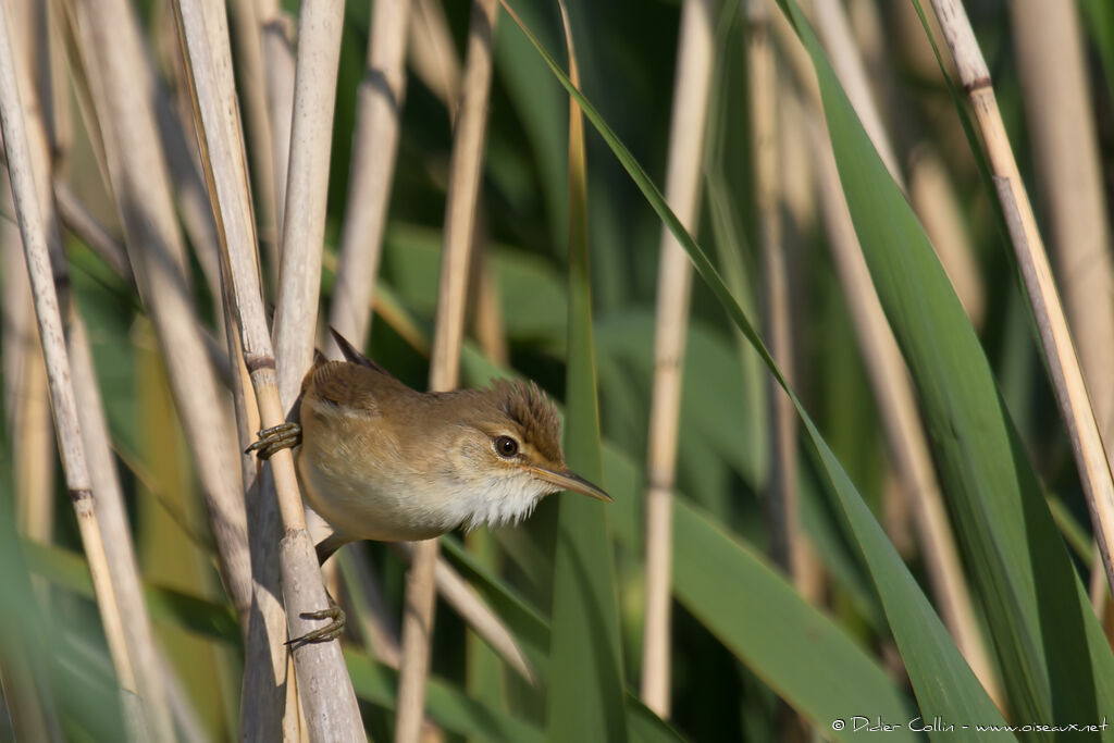 Common Reed Warbleradult