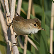 Eurasian Reed Warbler