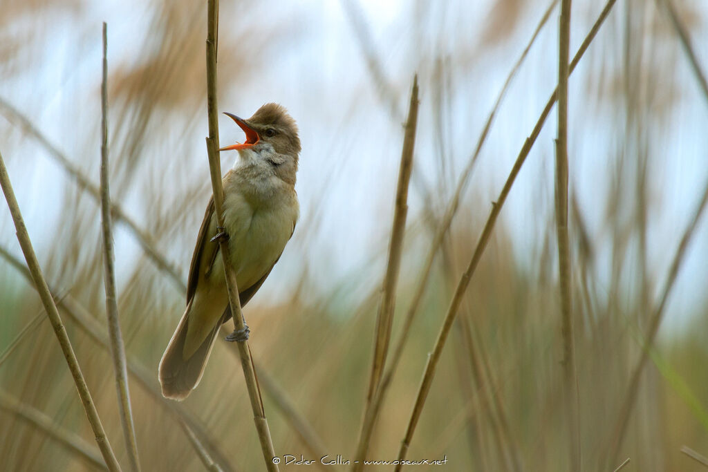 Great Reed Warbler male adult breeding, song