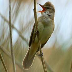 Great Reed Warbler