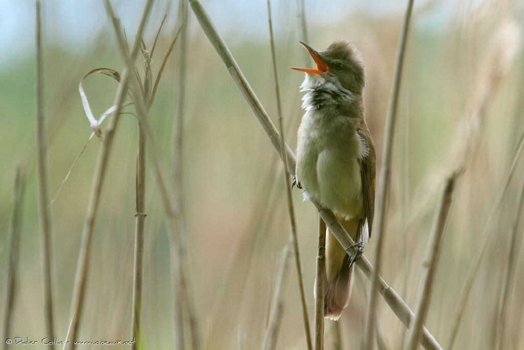 Rousserolle turdoïdeadulte, identification, chant