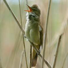 Great Reed Warbler