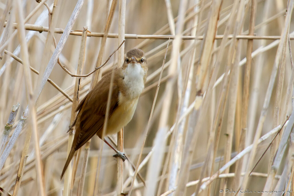 Great Reed Warbleradult