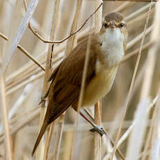 Great Reed Warbler