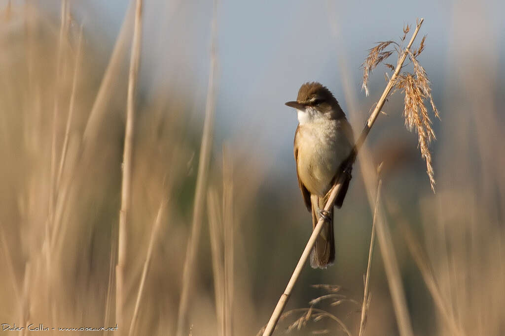 Rousserolle turdoïdeadulte, habitat, Comportement