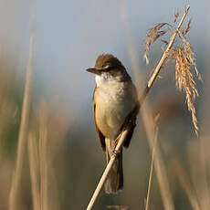 Great Reed Warbler