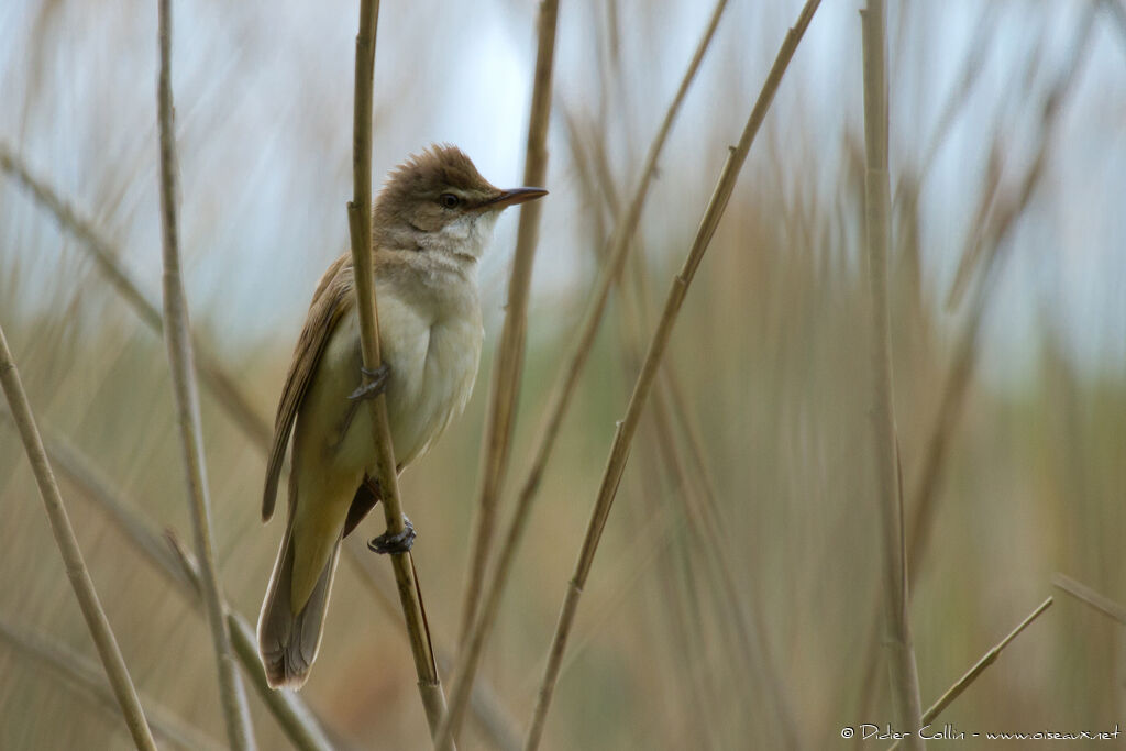 Great Reed Warbleradult