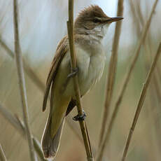 Great Reed Warbler