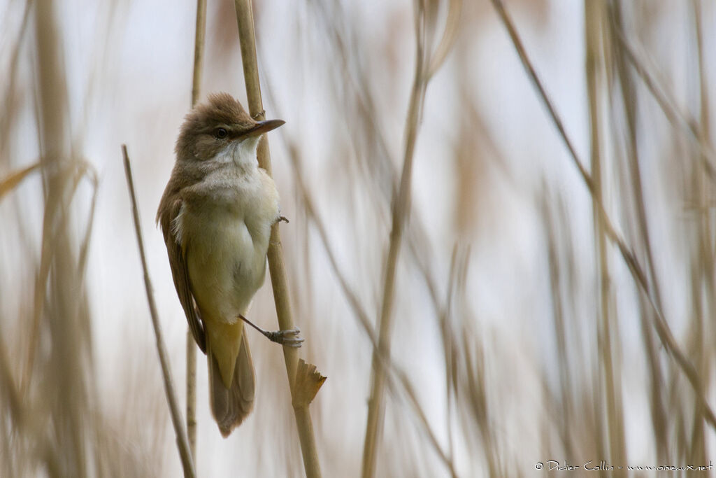 Great Reed Warbleradult