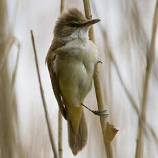 Great Reed Warbler